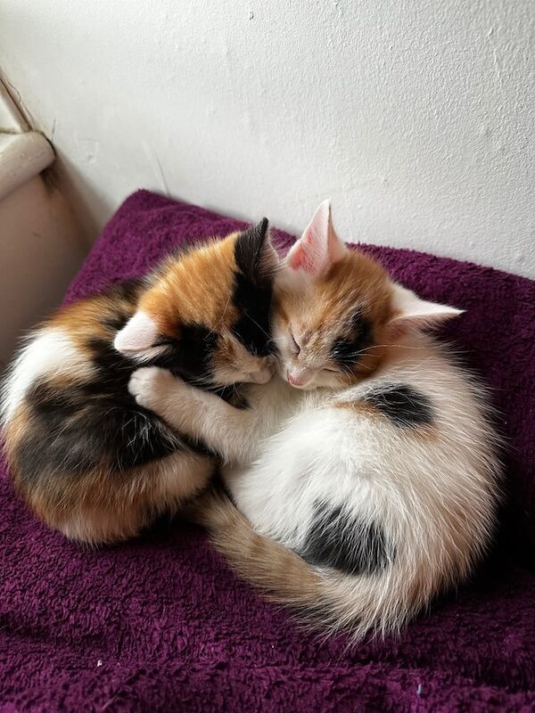 Lovely kittens and adult cat for sale in Portslade Village, East Sussex - Image 3