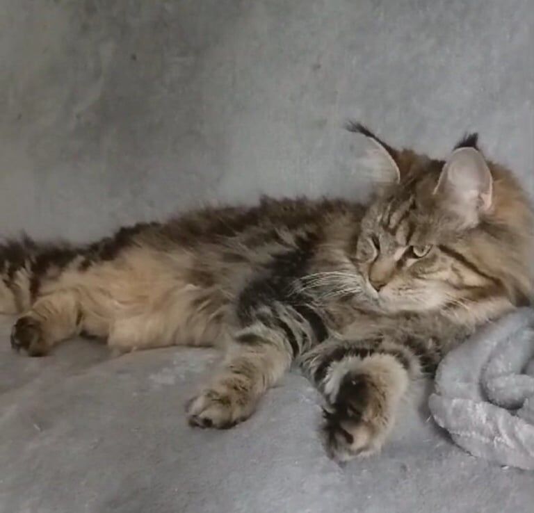 Loving Maine Coon Female for sale in Richmond, Greater London