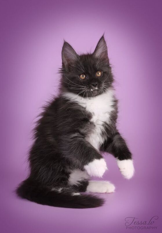 Main Coon for sale in Islington, Greater London