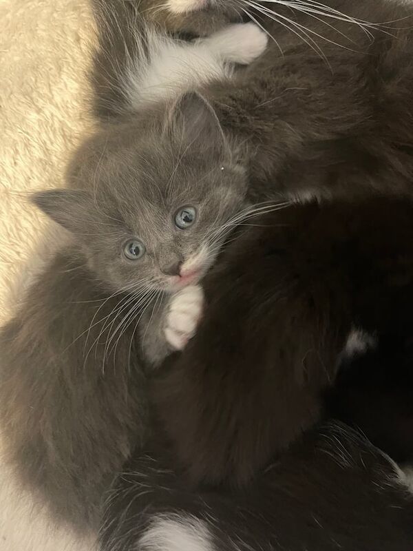 Maincoon cross British blue for sale in Pevensey, East Sussex