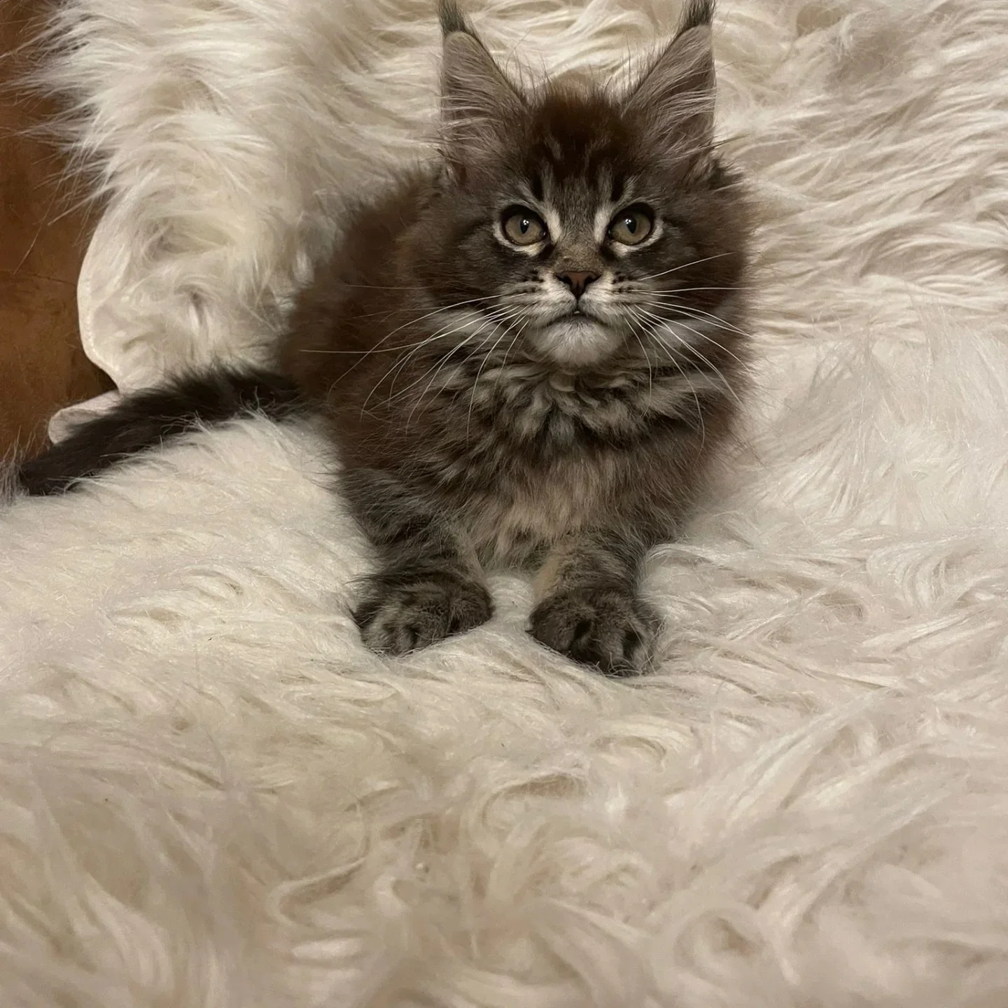 Maine coon boy for sale in Doncaster, South Yorkshire