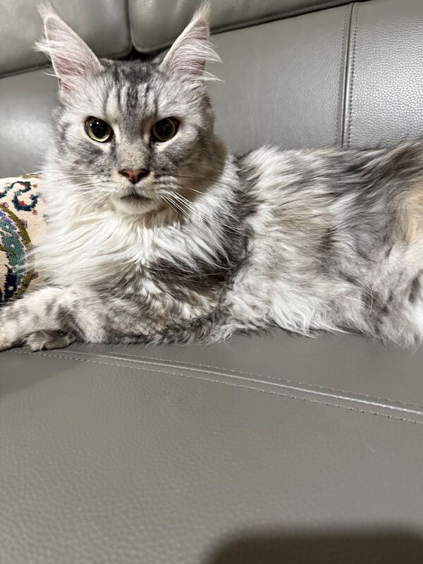 Maine Coon Cat TICA registered - loving girl for sale in Manchester, Greater Manchester