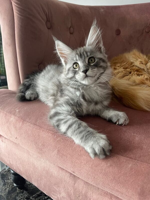 Maine coon kitten for sale in Kelty, Fife - Image 3