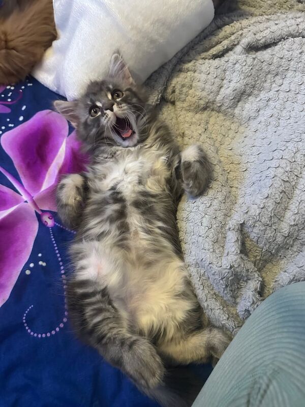 Maine coon kitten for sale in Redbridge, Greater London