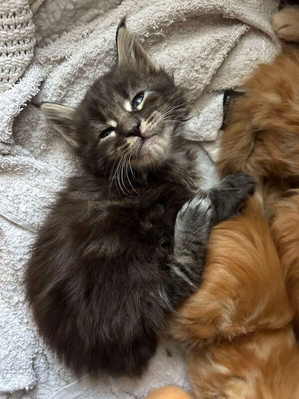 Maine coon kittens for sale in Norwich, Norfolk