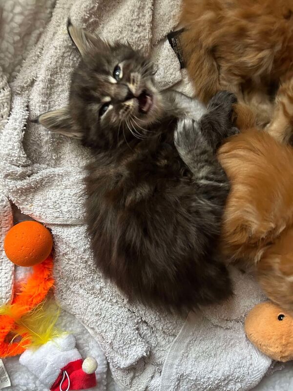 Maine coon kittens for sale in Norwich, Norfolk - Image 2