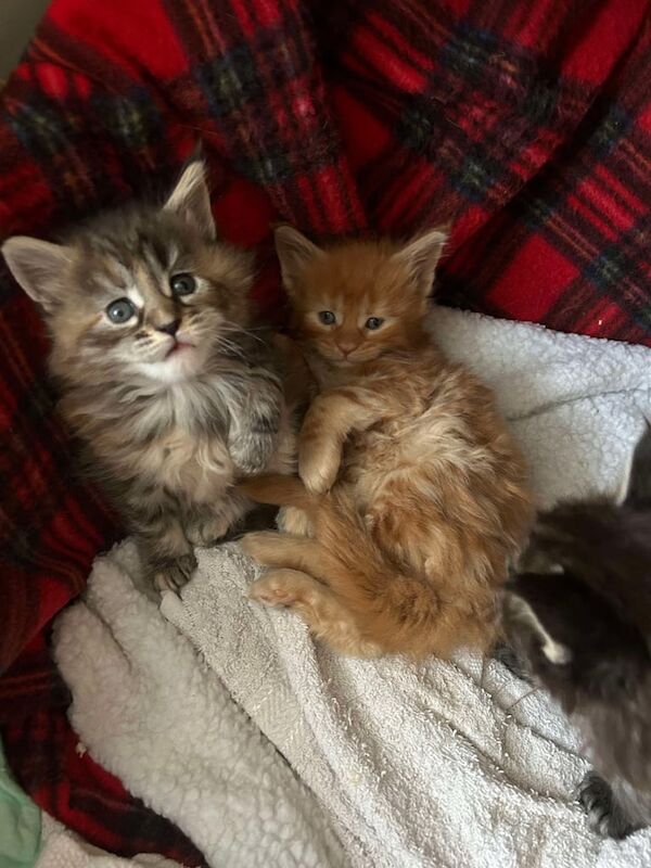 Maine coon kittens for sale in Norwich, Norfolk - Image 3