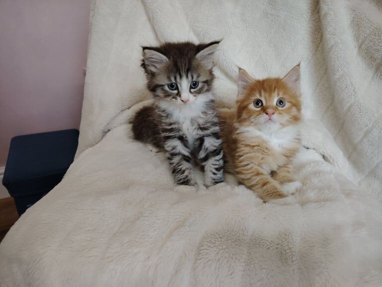 Maine coon kittens for sale in Armadale, West Lothian