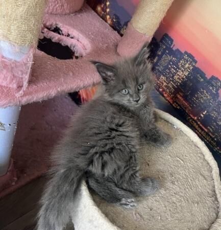 Maine Coon Kittens Available For Sale in Coventry, West Midlands