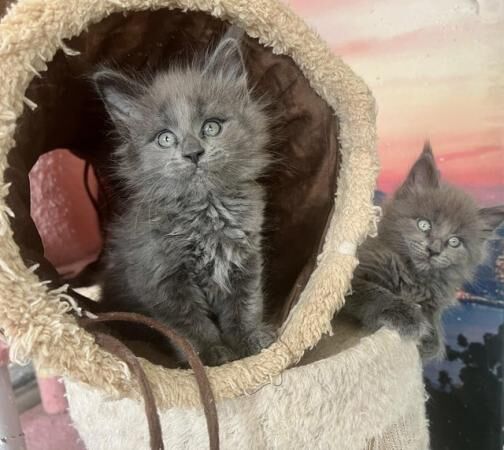 Maine Coon Kittens Available For Sale in Coventry, West Midlands