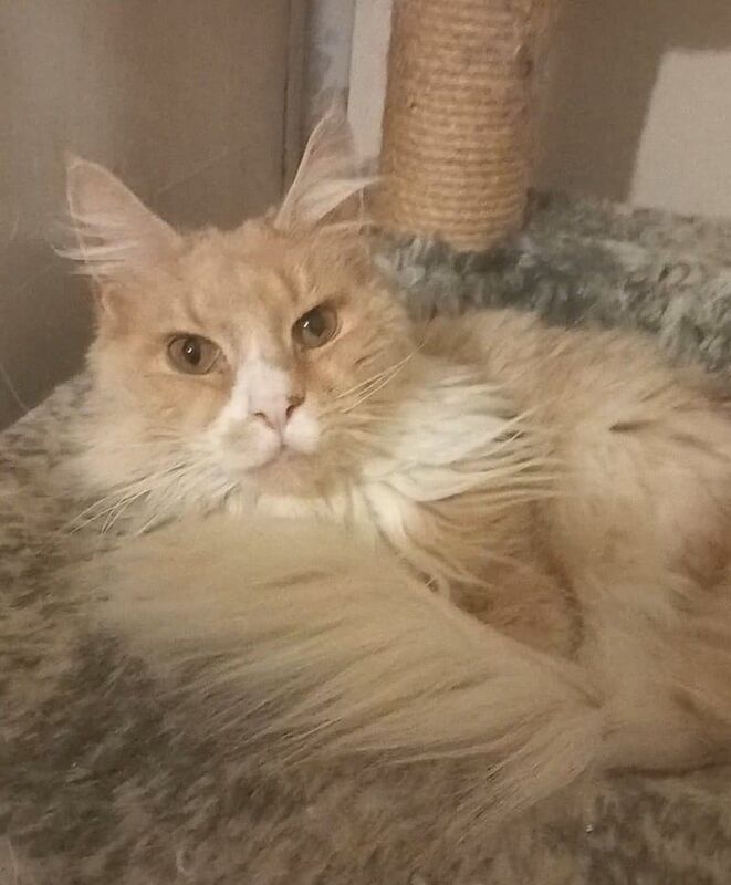 Maine Coon Male Stunning for sale in Richmond, Greater London