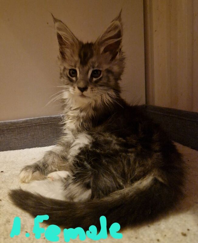 Maine Coon micr + vac for sale in Wembley, Greater London