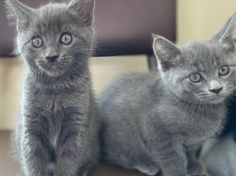 Maine Coon/Russian Blue cross kittens for sale in Kentish Town, Greater London