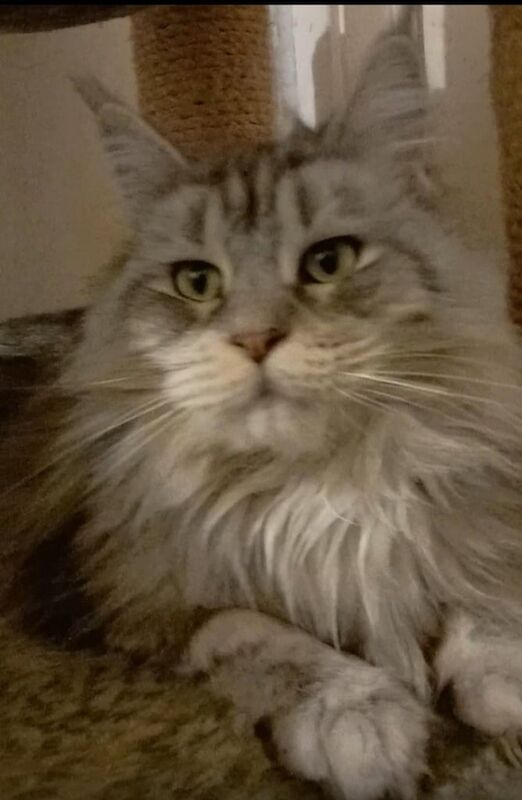 Maine Coon Silver and Black Beauty for sale in Richmond, Richmond upon Thames, Greater London