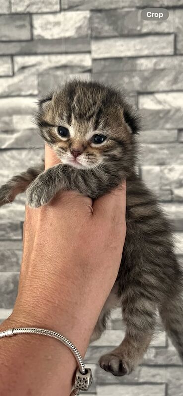 Maine coon x British short haired kittens for sale in Chippenham, Wiltshire
