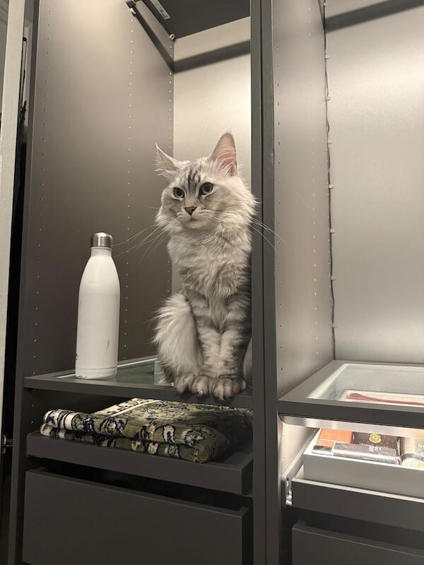 Maine Coon x Persian mix, Age 2 for sale in Surrey Quays, Greater London