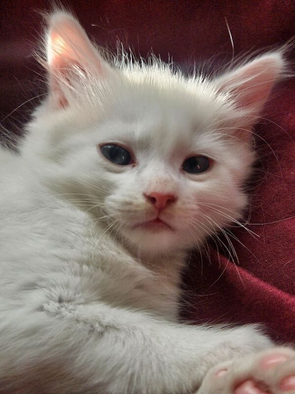 Maine coon x ragdoll for sale in Rochford, Essex