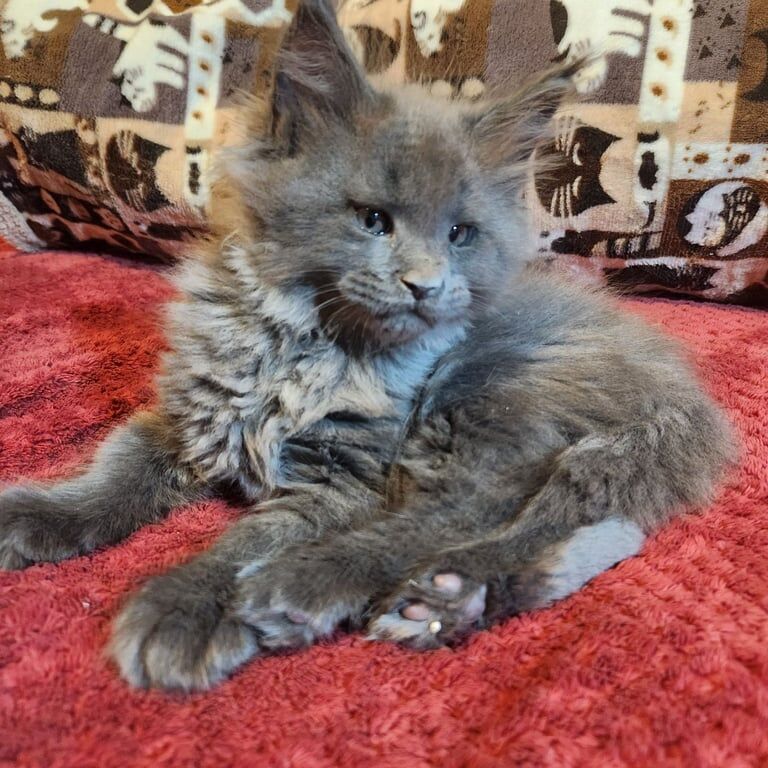 TICA Registered Maine Coon Kittens For Sale