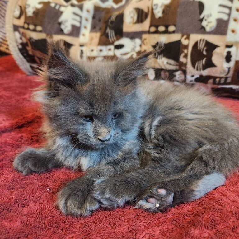 Maine Coons KING SIZE kittens reg GCCF for sale in Lozells, West Midlands - Image 2