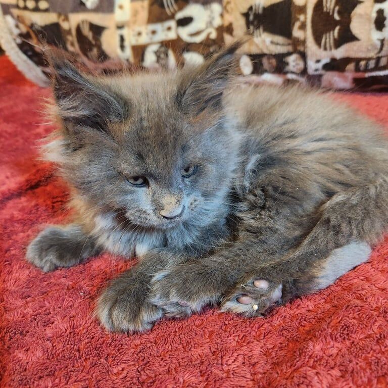 Maine Coons KING SIZE kittens reg GCCF for sale in Lozells, West Midlands - Image 3