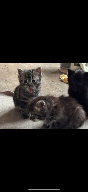 Mainecoon cross bengal kittens for sale in Shiremoor, Tyne and Wear