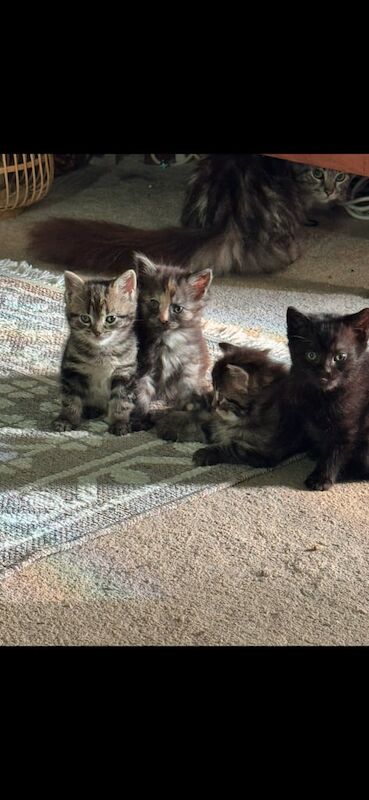 Mainecoon cross bengal kittens for sale in Shiremoor, Tyne and Wear - Image 2