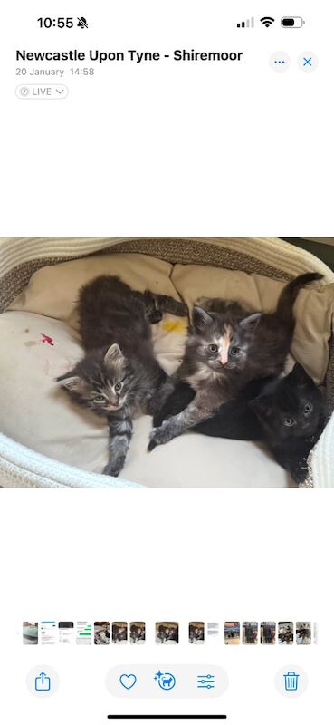 Mainecoon cross bengal kittens for sale in Shiremoor, Tyne and Wear - Image 3