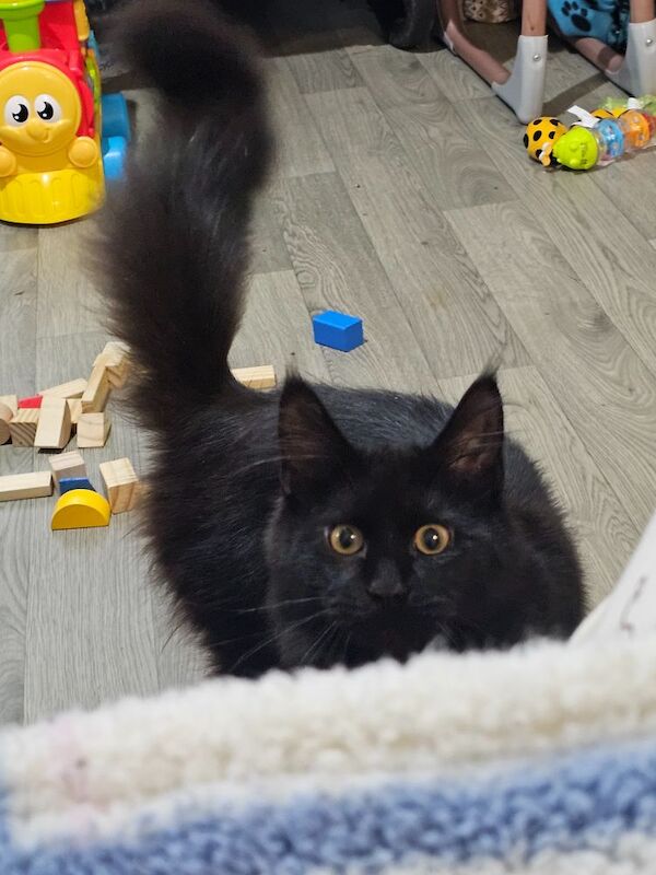 Male main coon for sale in Manchester, Greater Manchester - Image 3