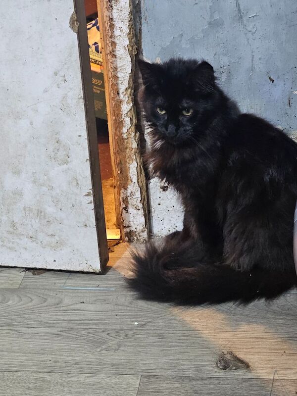 Male main coon for sale in Manchester, Greater Manchester - Image 8