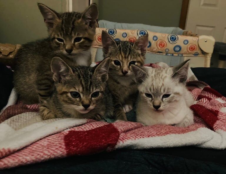 Part Maine Coon kittens, ready to go for sale in Bournemouth, Dorset