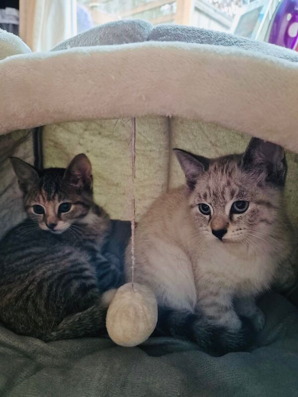 Part Maine Coon kittens, ready to go for sale in Bournemouth, Dorset - Image 3