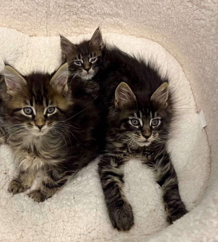 Pedigree Maine Coon Tabby Kittens - 3 Boys for sale in Newtownards, County Down