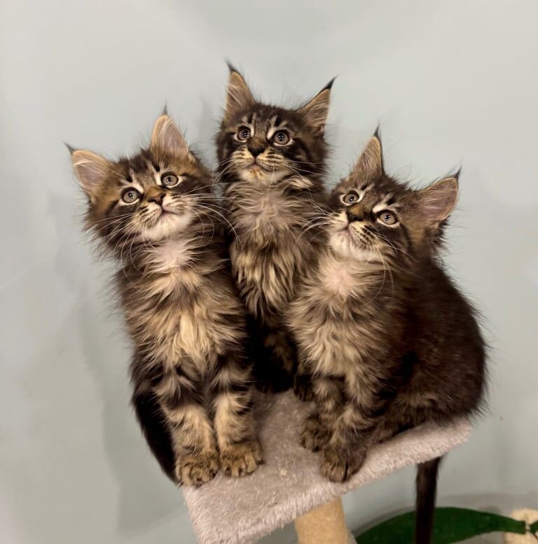 Pedigree Maine Coon Tabby Kittens - 3 Boys for sale in Newtownards, County Down - Image 2