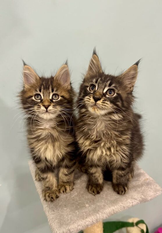 Pedigree Maine Coon Tabby Kittens - 3 Boys for sale in Newtownards, County Down - Image 3