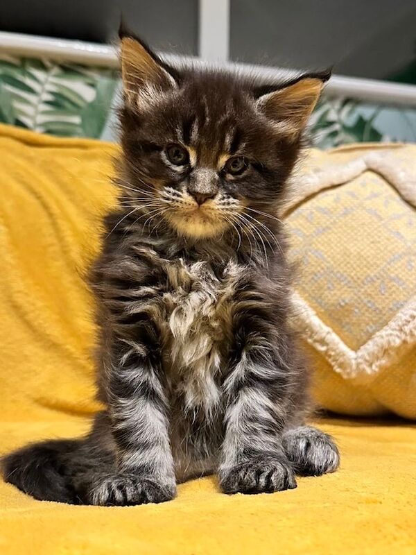 Pedigree Mainecoon Kittens for sale in Norwich, Norfolk