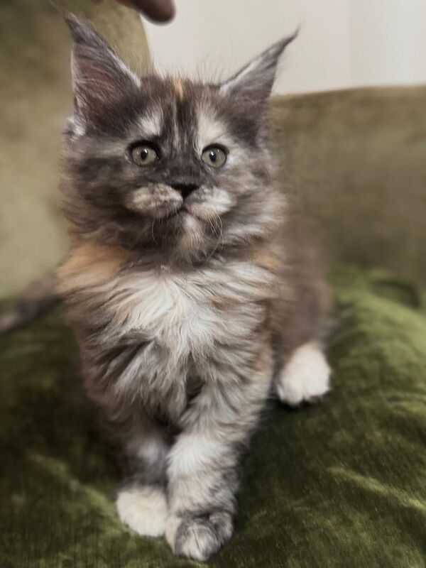 Pedigree Mainecoon Kittens for sale in Norwich, Norfolk - Image 2