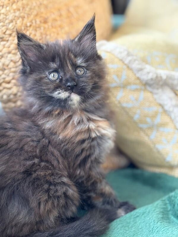 Pedigree Mainecoon Kittens for sale in Norwich, Norfolk - Image 3