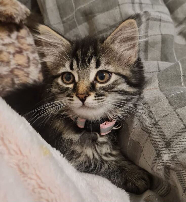 Pending Maine coon x female for sale in Peterlee, County Durham