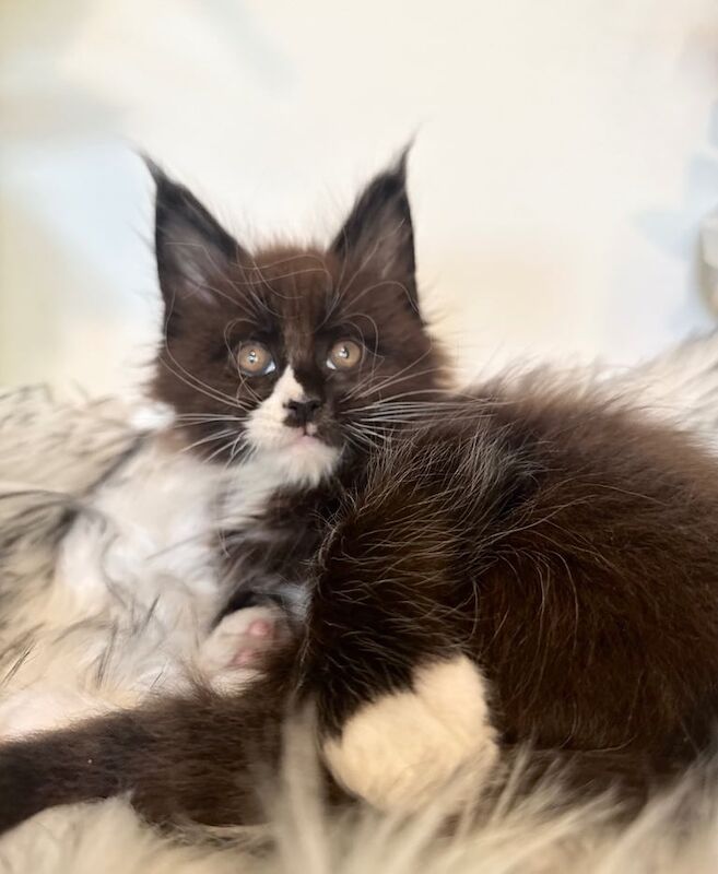 Pure Breed Maine Coon Kittens for sale in Wimbledon, Greater London