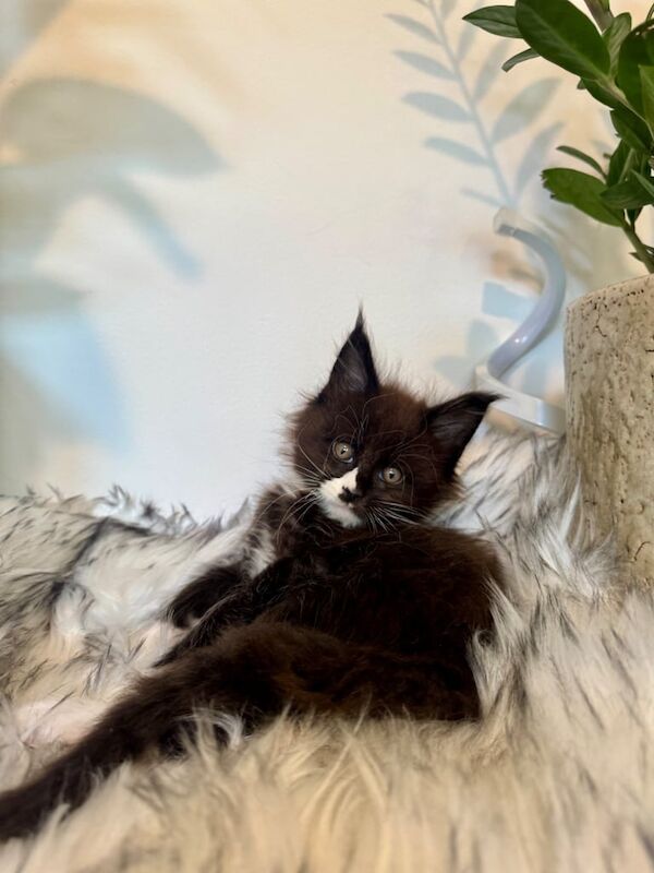 Pure Breed Maine Coon Kittens for sale in Wimbledon, Greater London - Image 2