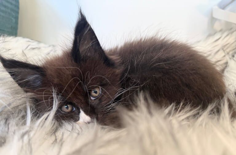 Pure Breed Maine Coon Kittens for sale in Wimbledon, Greater London - Image 3