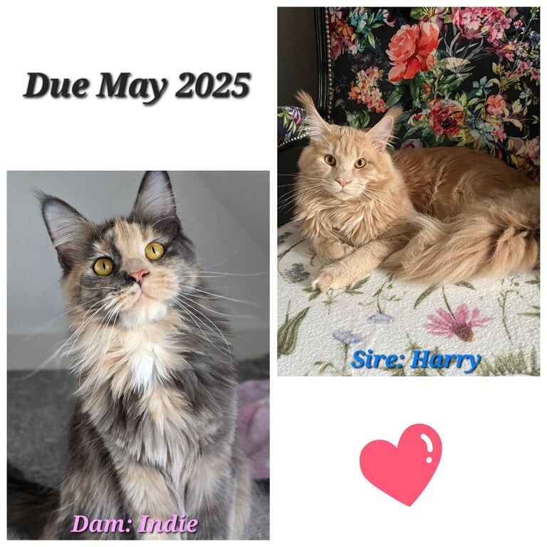 Stunning GCCF Maine Coon kittens due May 2025 for sale in Newport, Isle of Wight