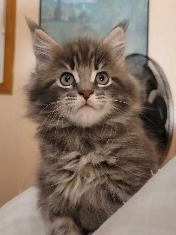 Tica Maine Coon kittens for sale in Southampton, Hampshire