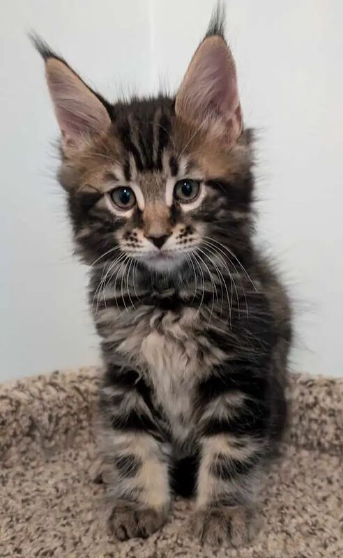 TICA Pure Bred boys and girls Maine Coon kittens for sale in London, City of London, Greater London - Image 2