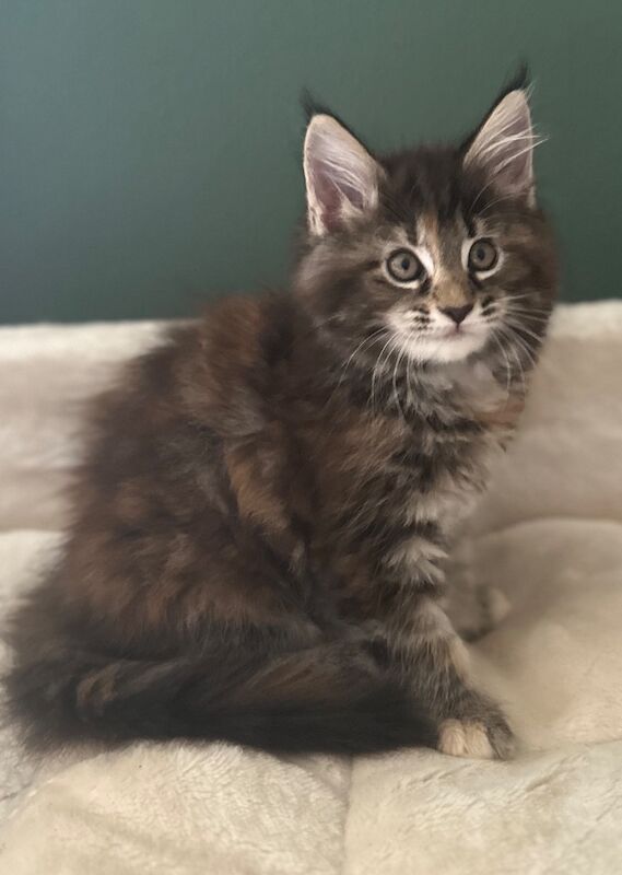 Tica & WCF Registered Kitten for sale in Brampton, Cumbria