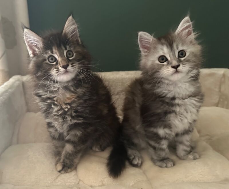 Tica & WCF Registered Kitten for sale in Brampton, Cumbria - Image 3