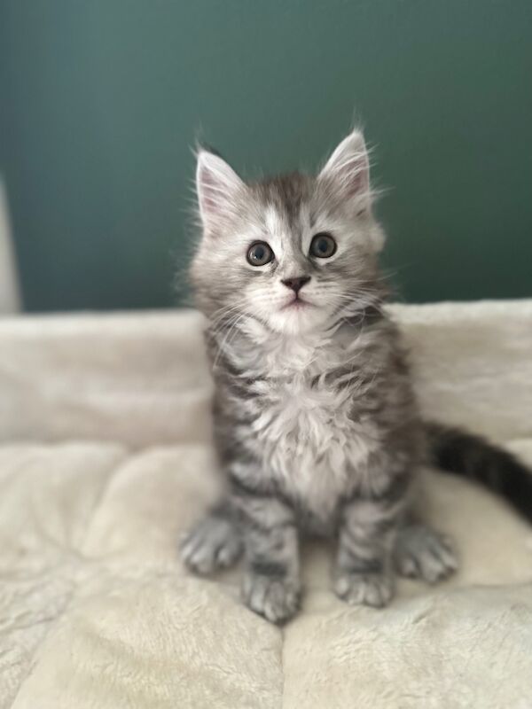 Tica & WCF Registered Kitten for sale in Brampton, Cumbria - Image 4