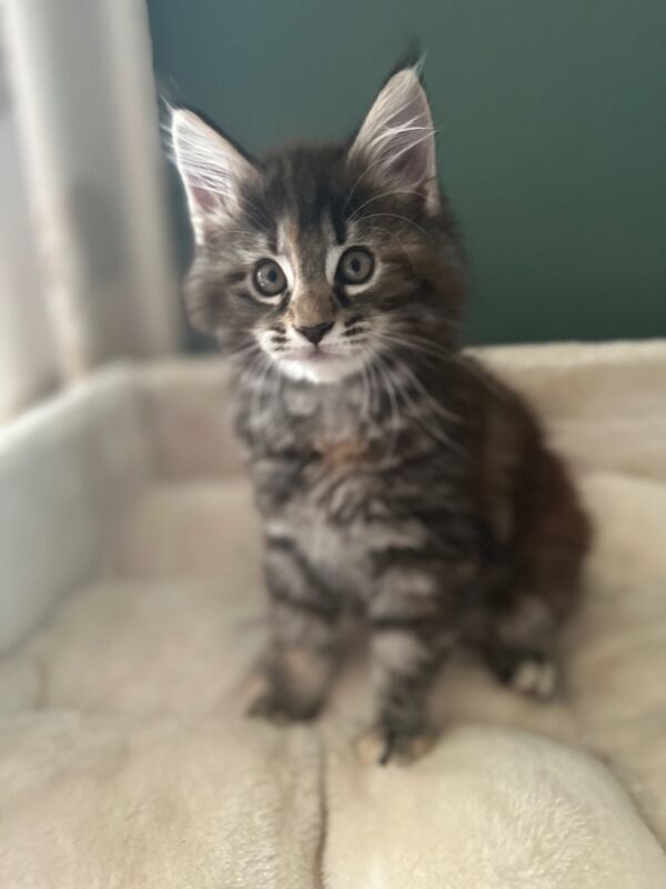 Tica & WCF Registered Kitten for sale in Brampton, Cumbria - Image 5