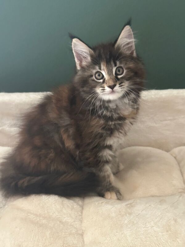 Tica & WCF Registered Kitten for sale in Brampton, Cumbria - Image 6