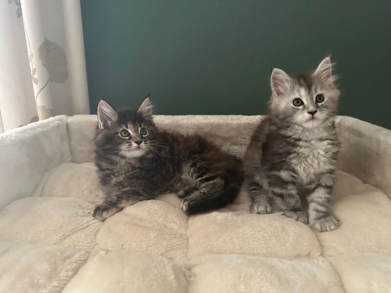 Tica & WCF Registered Kitten for sale in Brampton, Cumbria - Image 7